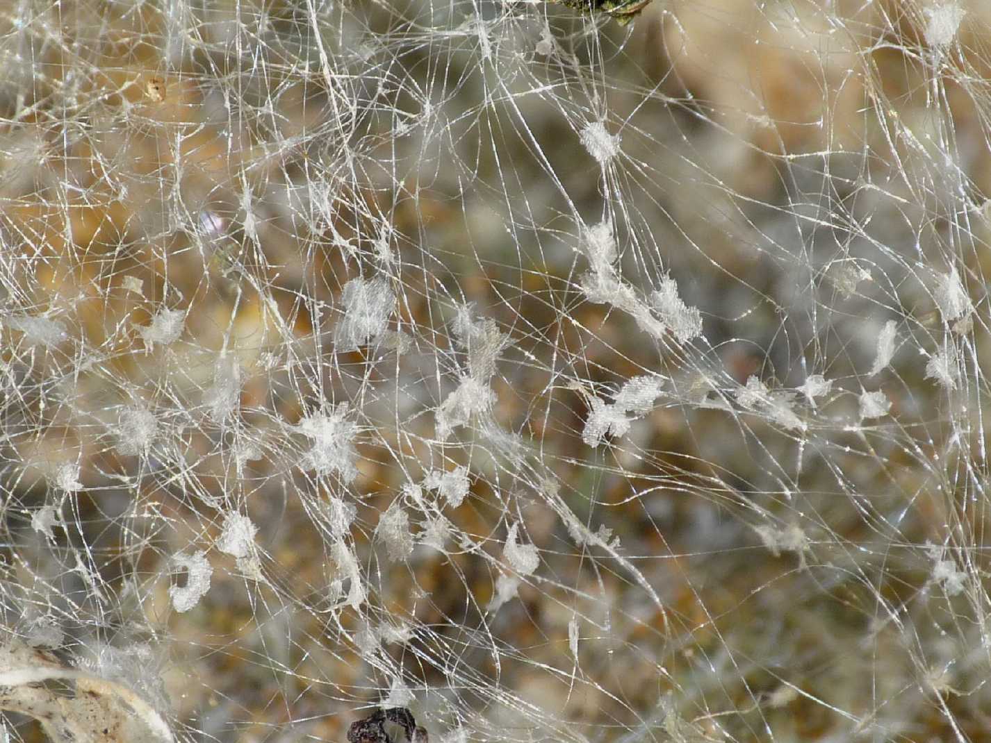 I fiocchetti bianchi della Steatoda nobilis